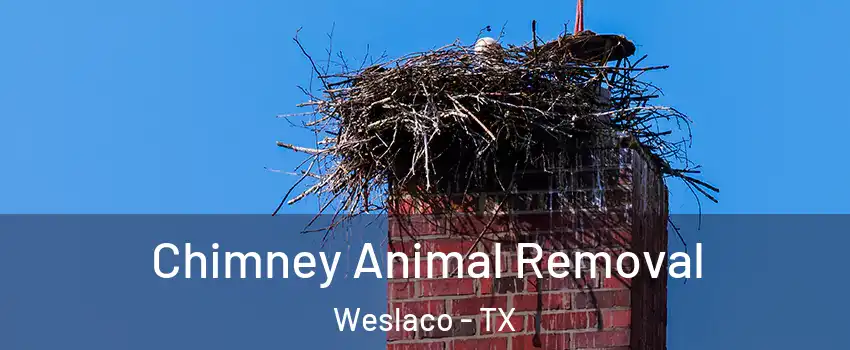 Chimney Animal Removal Weslaco - TX