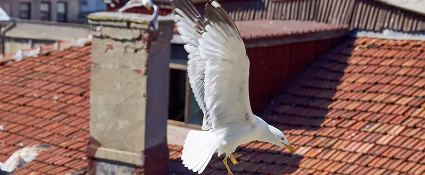 Residential Chimney Animal Removal Solution in Weslaco, TX